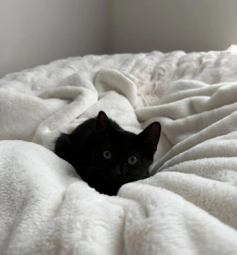 A baby small-sized male Domestic Short Hair cat named Miles for adoption in Pitman, NJ
