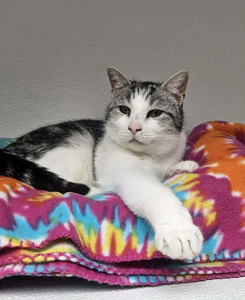 Hemingway At Petsmart Newington thumbnail 3