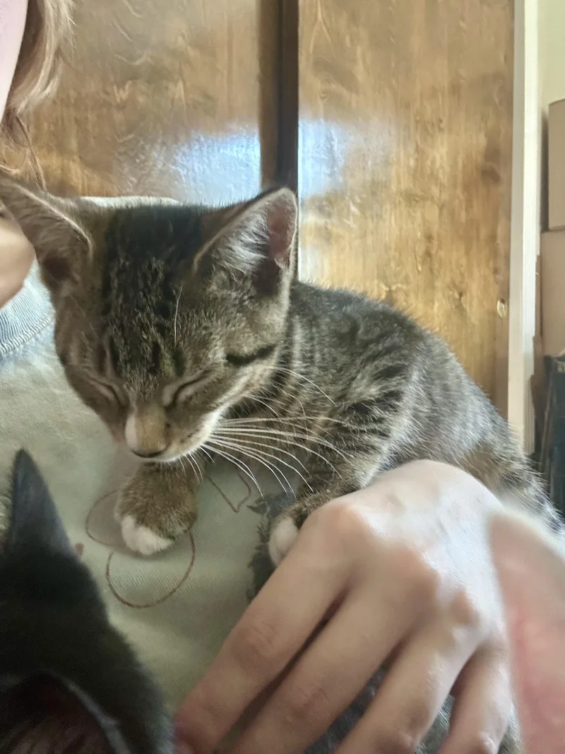 A baby small-sized female Tabby (Buff / Tan / Fawn) Domestic Short Hair cat named Jolene for adoption in Warminster, PA