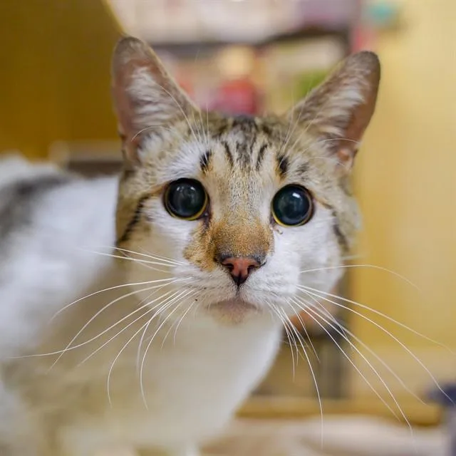 An adult medium-sized male Domestic Short Hair cat named Milo for adoption in Sacramento, CA