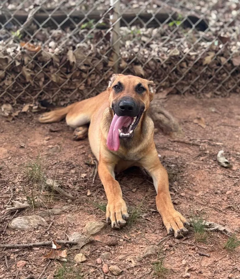 A baby medium-sized male Mixed Breed dog named Squirt for adoption in Danielsville, GA