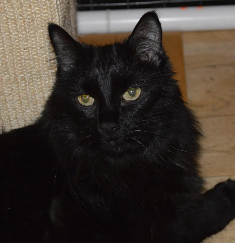 A senior large-sized female Domestic Long Hair cat named Bonnie for adoption in House Springs, MO