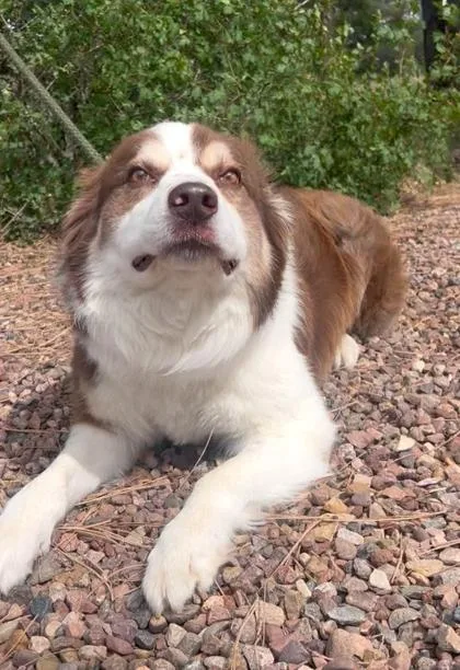 An adult large-sized male Red / Chestnut / Orange Australian Shepherd dog named Ruger for adoption in Lakeside, AZ