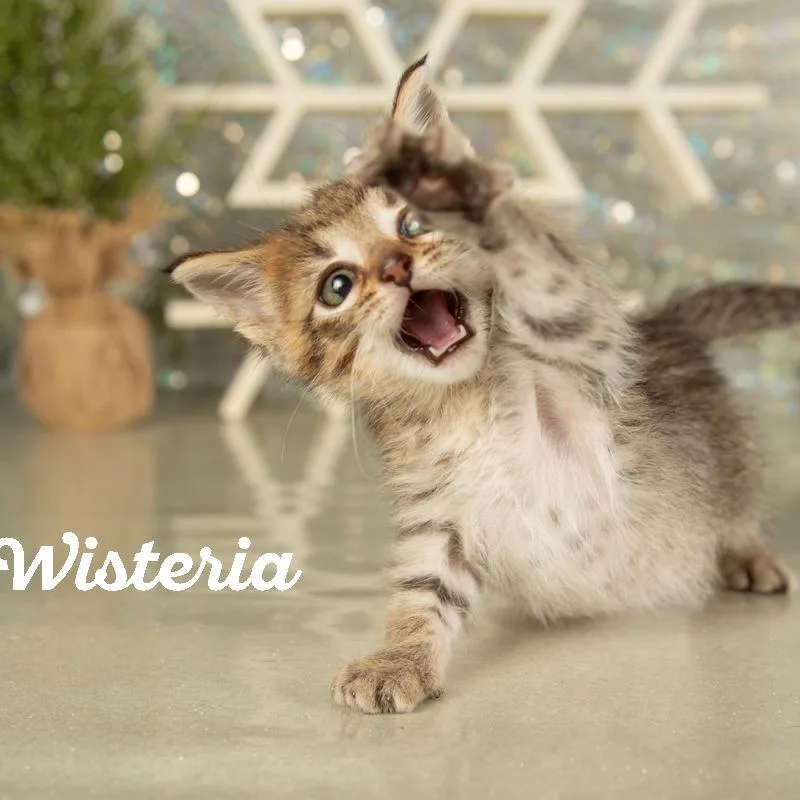 Wisteria thumbnail 2