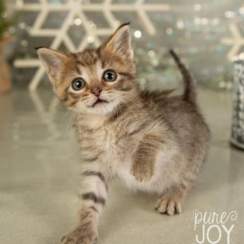 Wisteria thumbnail 4