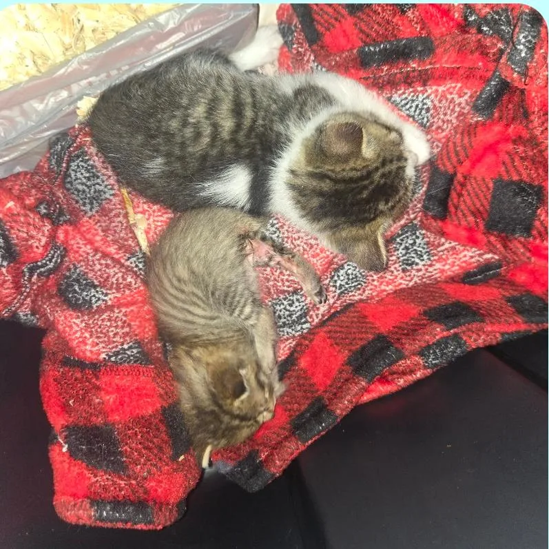 Wisteria thumbnail 5