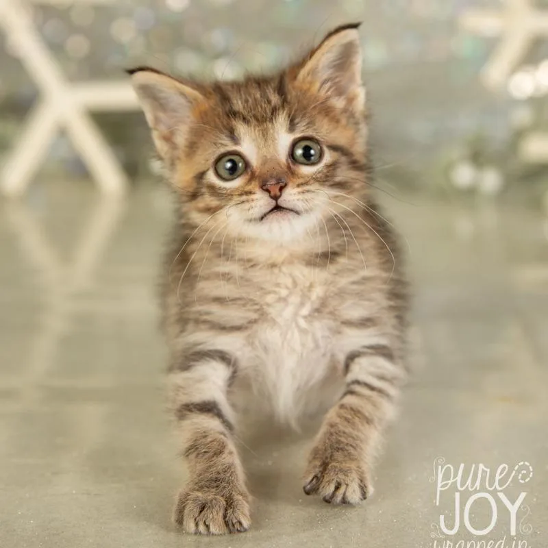 Wisteria thumbnail 6