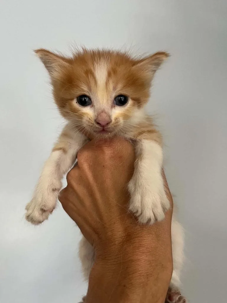 A baby small-sized female Domestic Short Hair cat named Isla for adoption in Lavonia, GA
