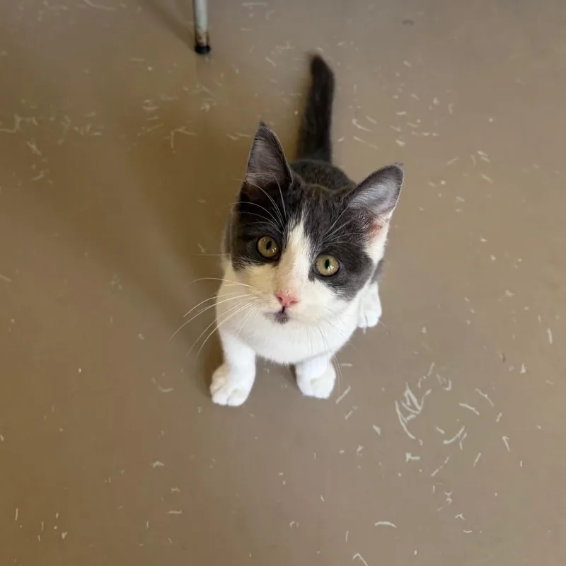 A baby extra large-sized female Gray / Blue / Silver Domestic Short Hair cat named Franny for adoption in Pittsford, VT