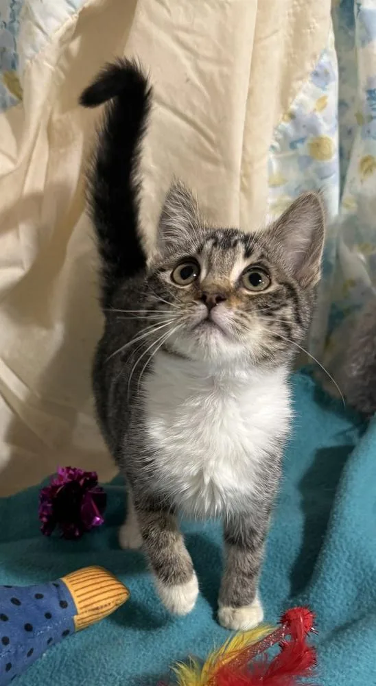 A baby small-sized female Domestic Short Hair cat named Violet for adoption in Jackson, GA