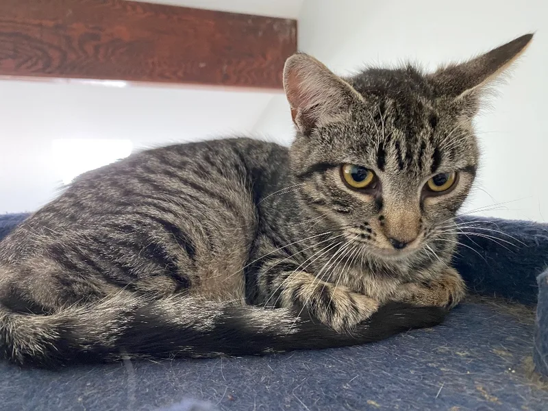 Emit + Aywa thumbnail 2