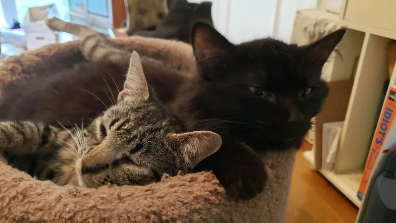 Emit + Aywa thumbnail 3