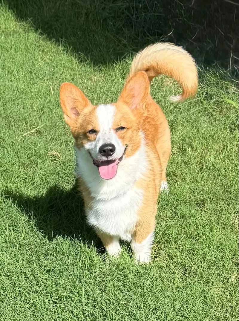 An adult small-sized male Yellow / Tan / Blond / Fawn Corgi dog named Cash for adoption in Oklahoma City, OK