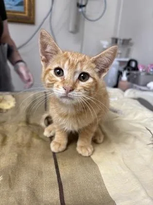 A baby small-sized male Domestic Short Hair cat named Lindt for adoption in San Antonio, TX