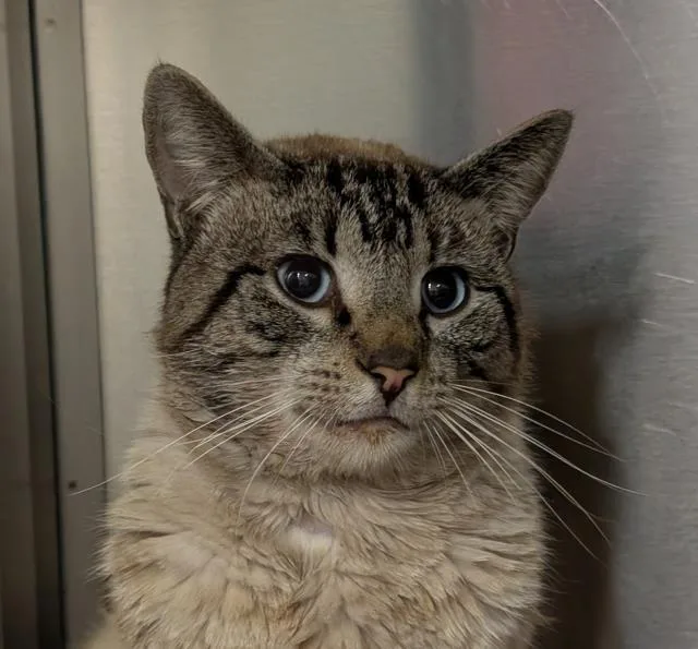 A young medium-sized male Domestic Short Hair cat named Flip Flop for adoption in Santa Maria, CA