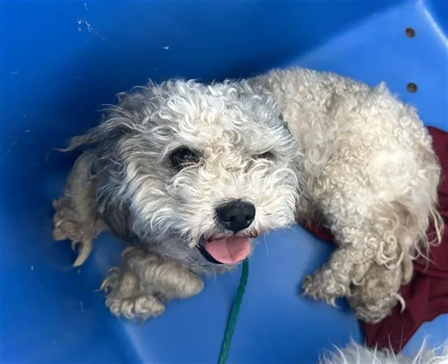 An adult small-sized male Mixed Breed dog named Olive for adoption in Dallas, TX