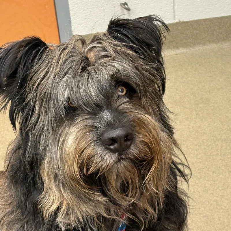 An adult large-sized male Black Briard dog named Berkeley for adoption in Birdsboro, PA