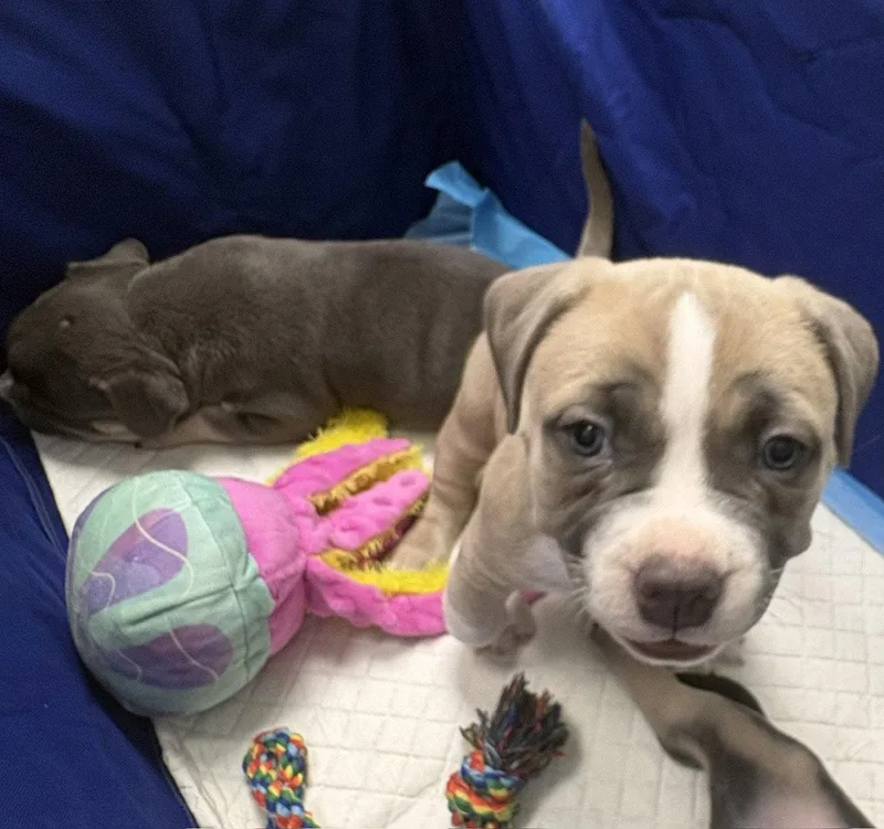 A baby medium-sized female Pit Bull Terrier dog named Gv Litter Natasha for adoption in Livonia, MI