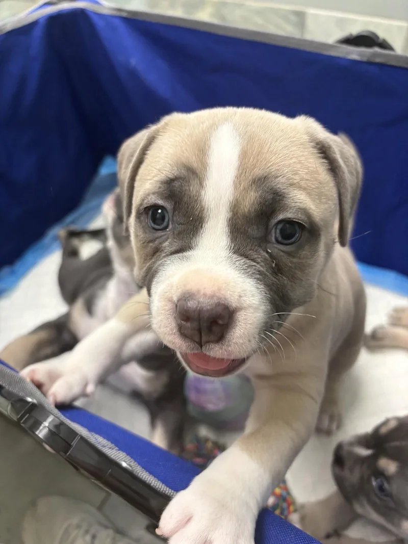 Gv Litter Natasha thumbnail 3