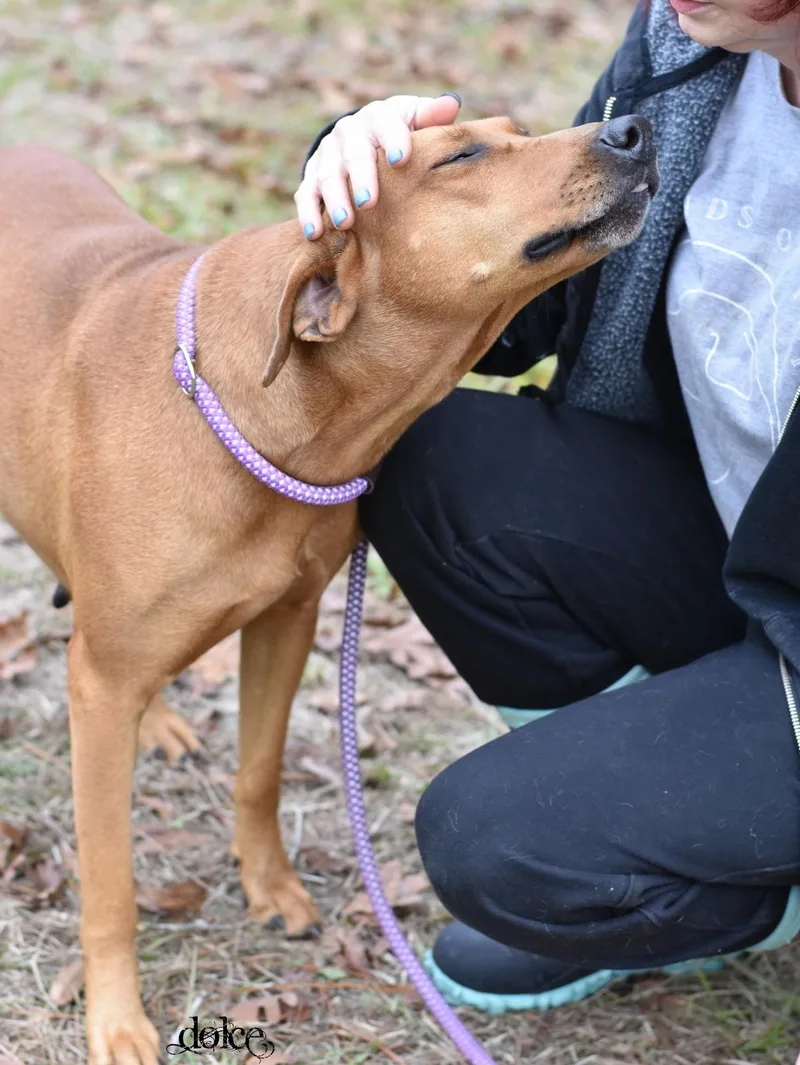 An adult medium-sized female Vizsla dog named Dolce for adoption in Houston, TX