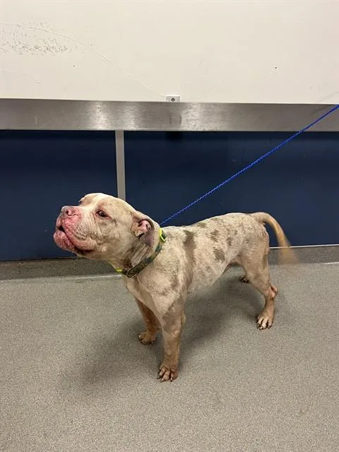 An adult medium-sized male American Bulldog dog named Duece for adoption in Miami, FL