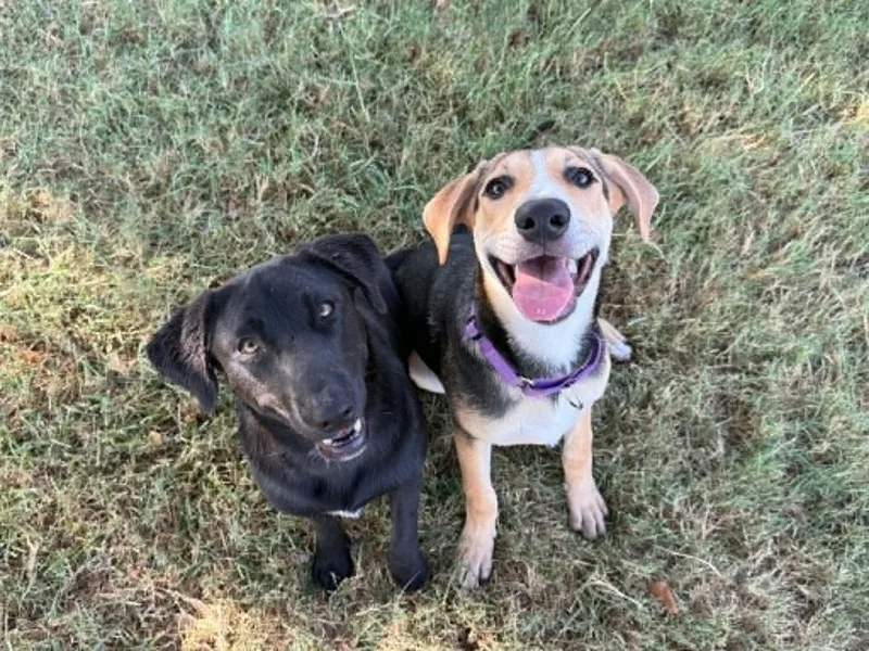 A baby large-sized female Tricolor (Brown, Black, & White) Shepherd dog named Aster for adoption in Marion, TX