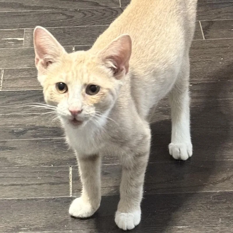 A baby small-sized male Orange / Red Domestic Short Hair cat named Mango Tango for adoption in Jarrettsville, MD