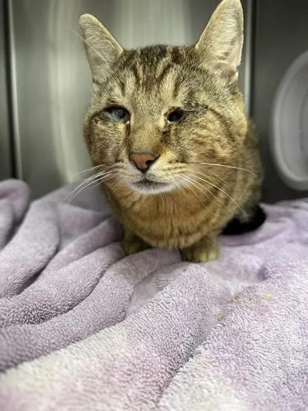 An adult medium-sized male Domestic Medium Hair cat named Snotrod for adoption in Silverdale, WA