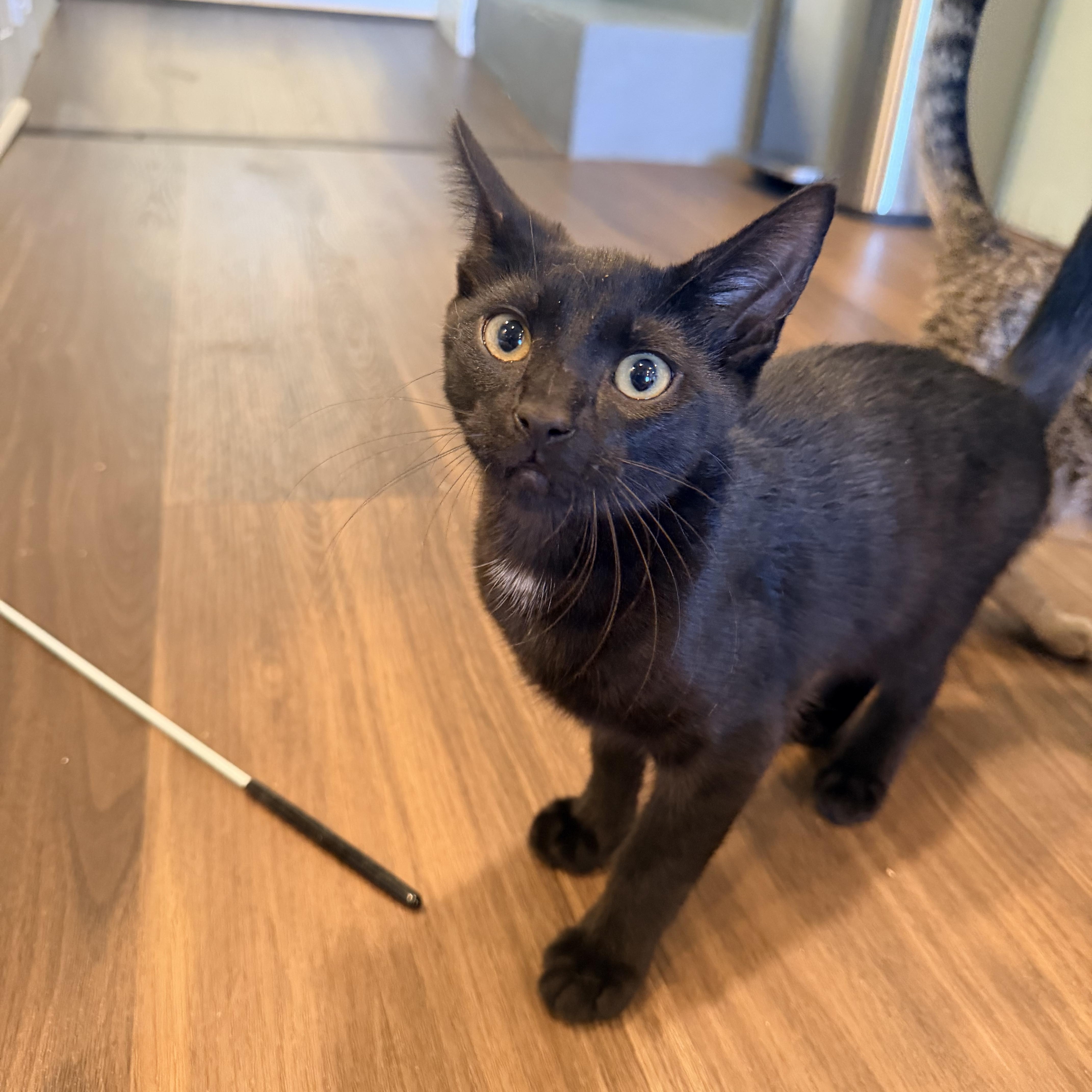 A baby small-sized male Black Domestic Short Hair cat named Rhysand for adoption in Bellmawr, NJ