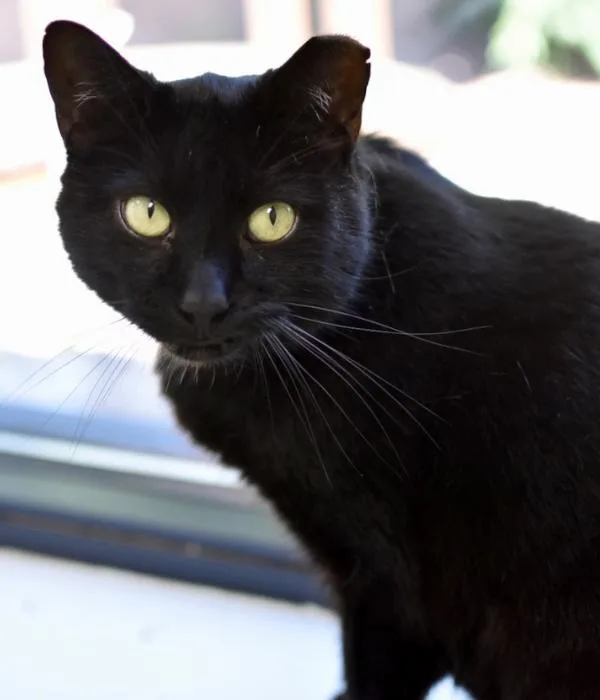 An adult medium-sized male Domestic Short Hair cat named Chip for adoption in Marietta, GA
