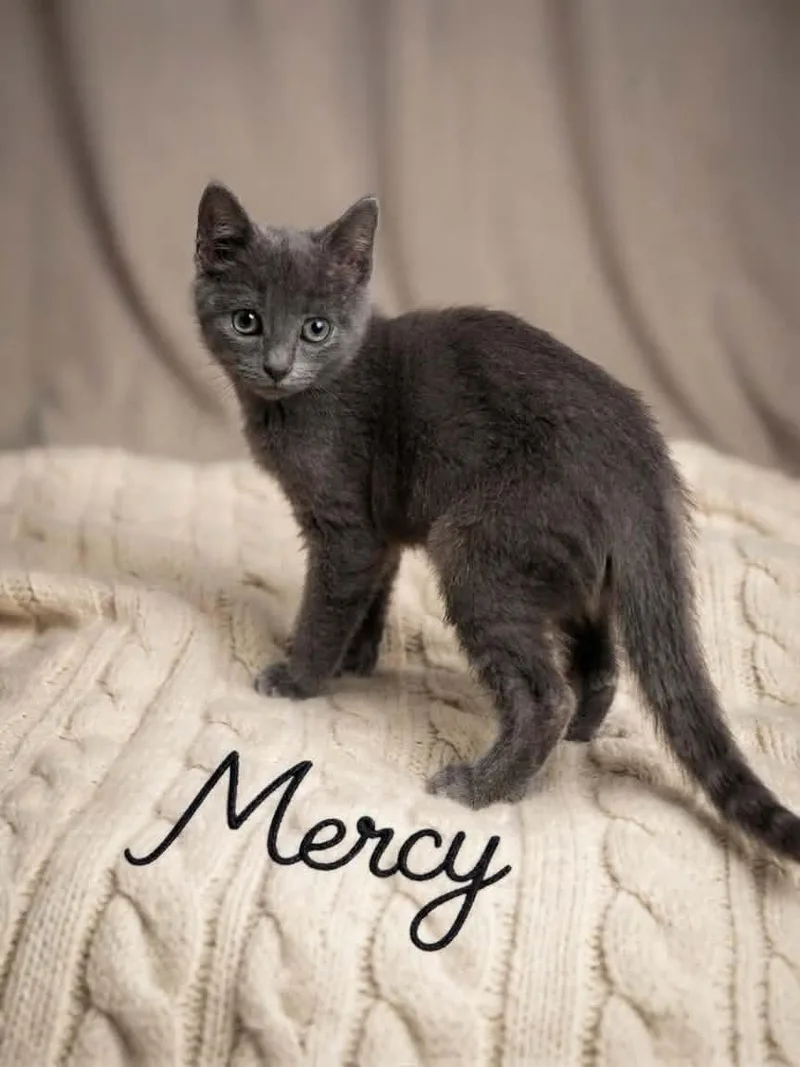 Mercy thumbnail 2