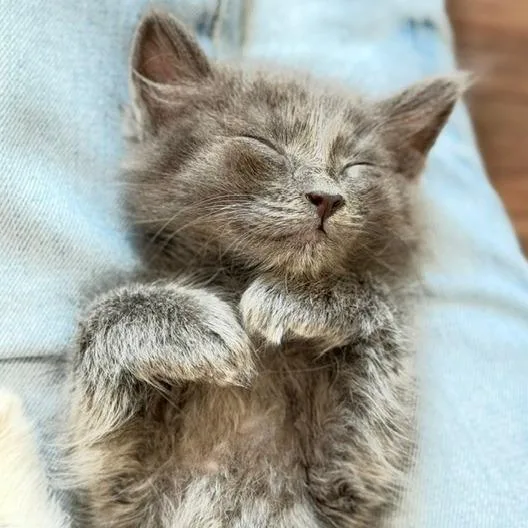 A baby small-sized male Gray / Blue / Silver Domestic Medium Hair cat named Shilow for adoption in Naperville, IL