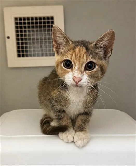 A baby small-sized female Domestic Short Hair cat named Frosty Puff for adoption in Statesville, NC