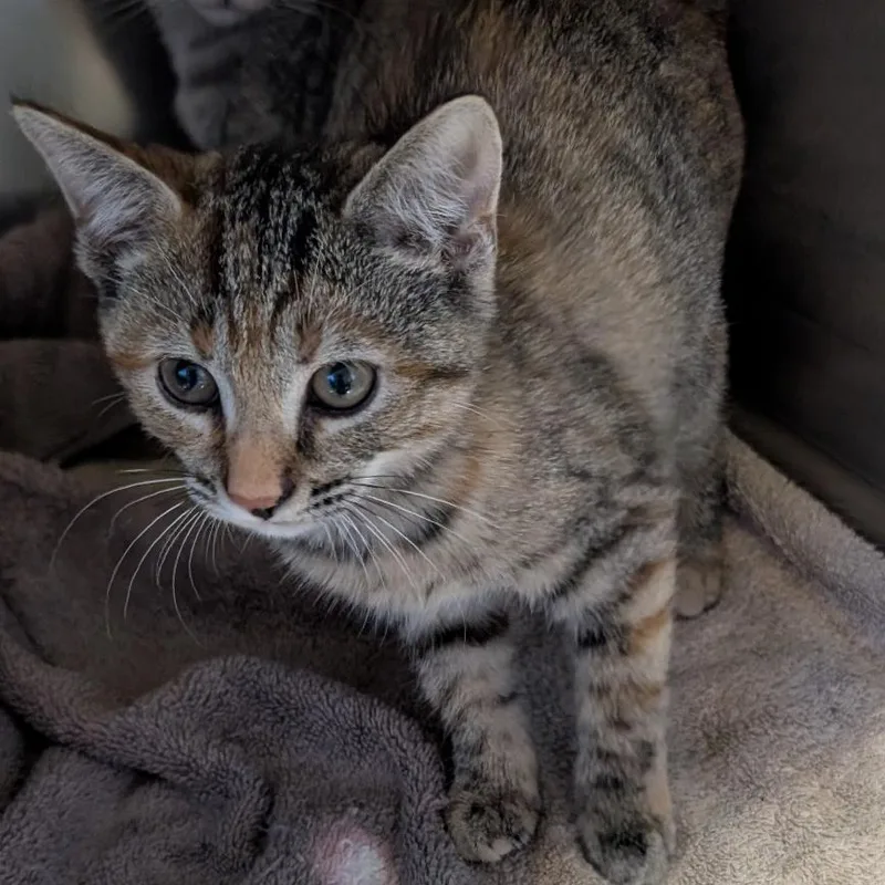 A baby small-sized female Dilute Tortoiseshell Domestic Short Hair cat named Parsnip for adoption in Reisterstown, MD
