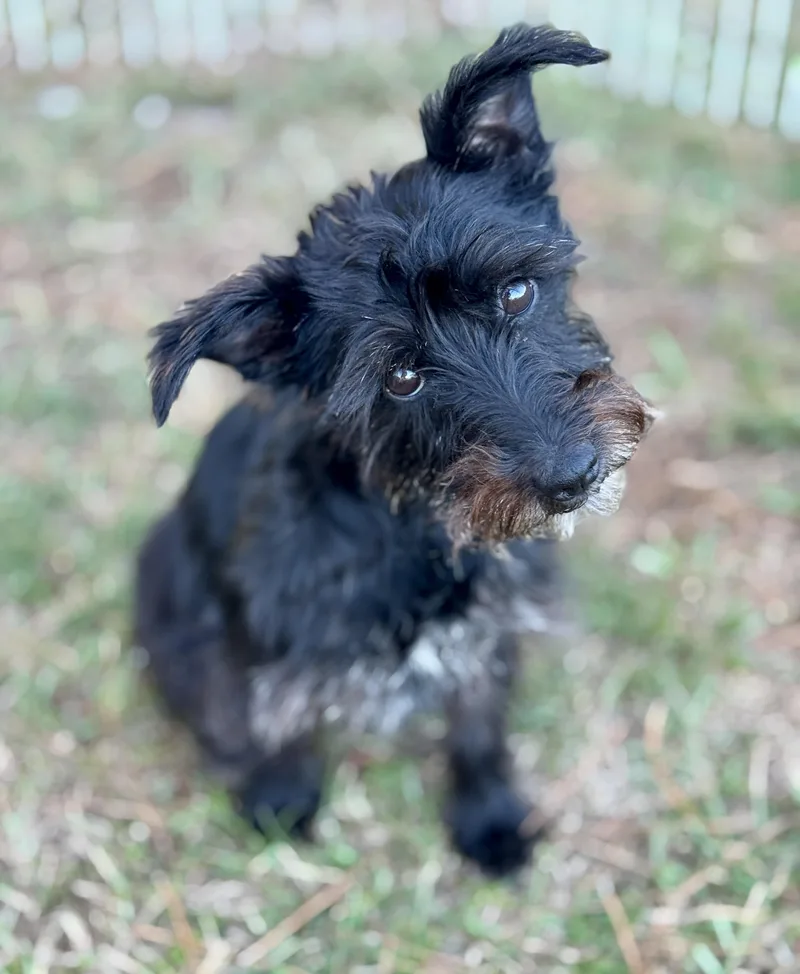 An adult small-sized female Black Schnauzer dog named Hannah for adoption in Lucedale, MS
