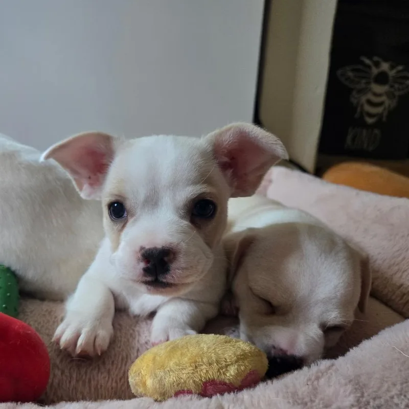 A baby small-sized female White / Cream Mixed Breed dog named Toot for adoption in Naperville, IL