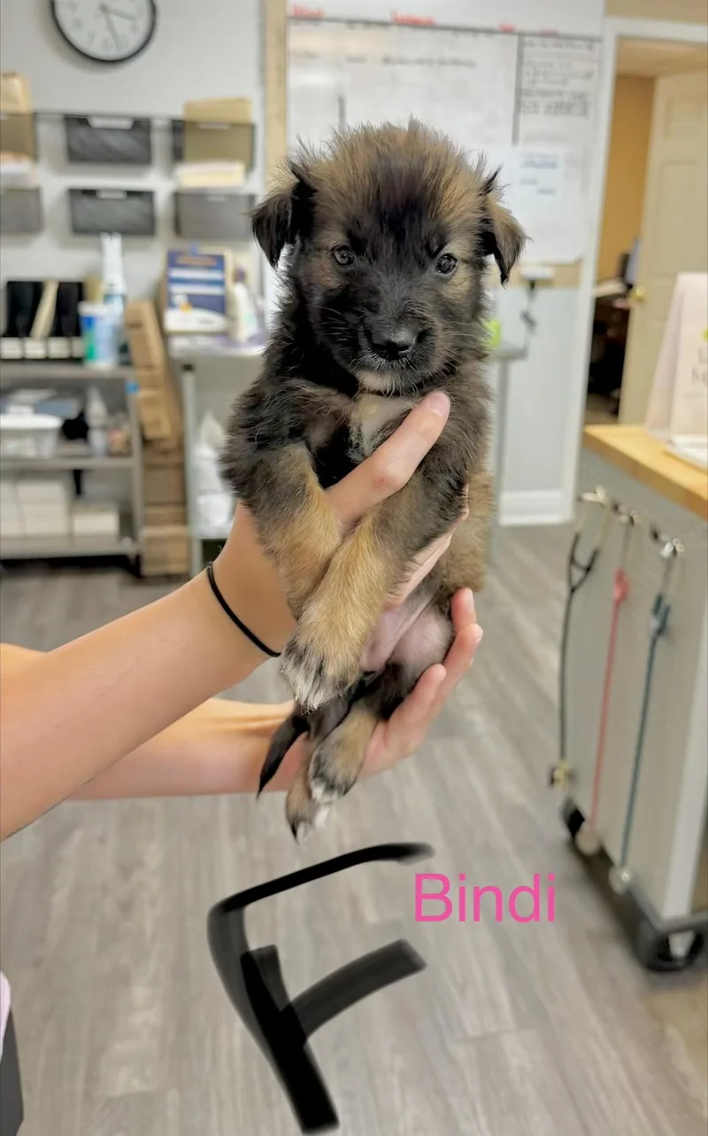 A baby medium-sized female Retriever dog named B litter Bindi for adoption in Semmes, AL