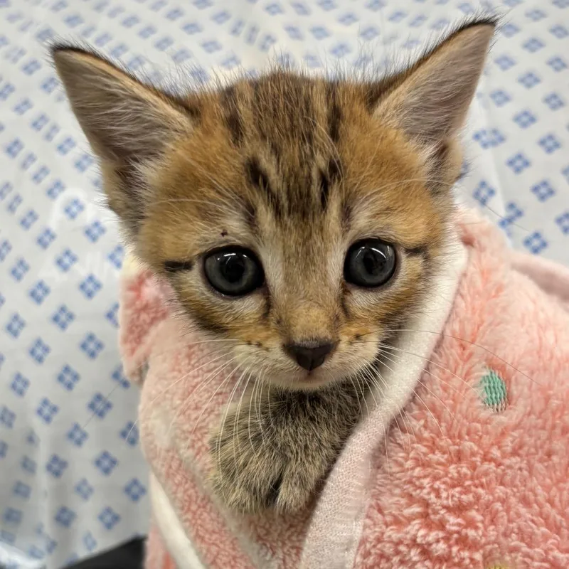 A baby small-sized female Brown / Chocolate Domestic Short Hair cat named Tiana for adoption in West Palm Beach, FL