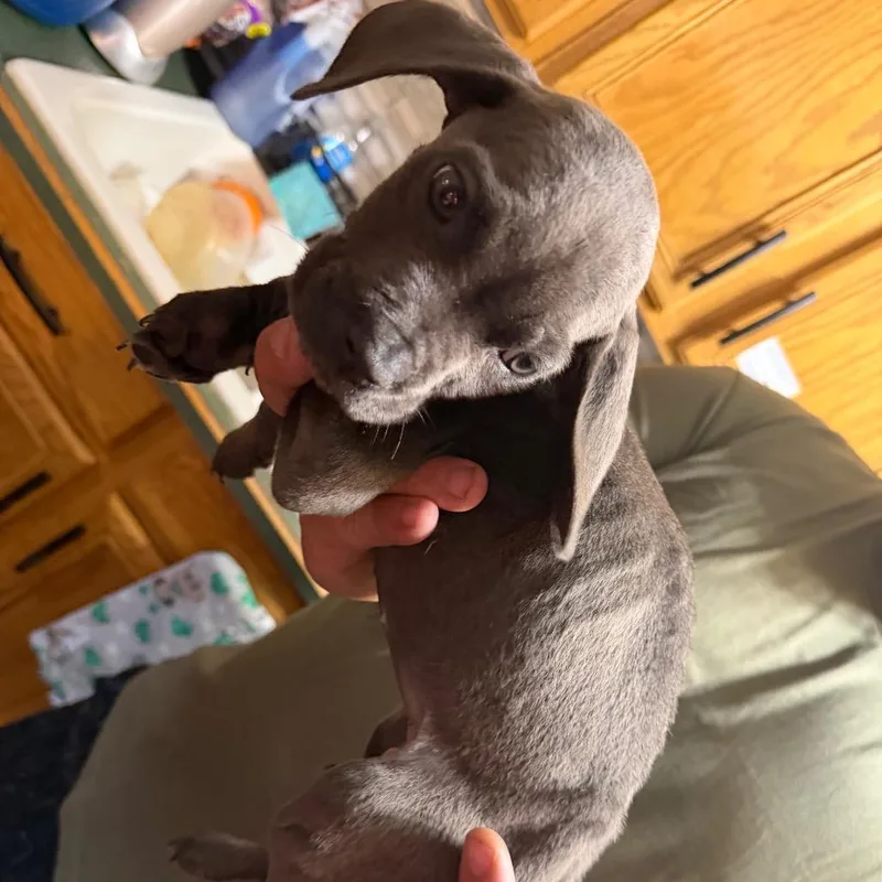 A baby small-sized male Gray / Blue / Silver Cane Corso dog named Orange Collar for adoption in manchester, PA