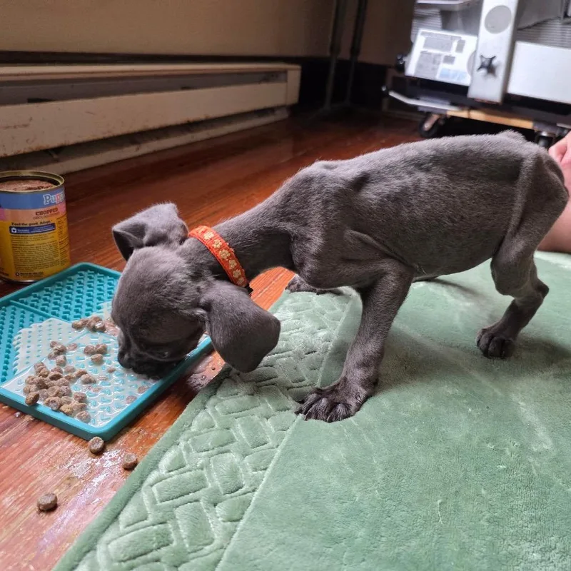 Orange Collar thumbnail 4