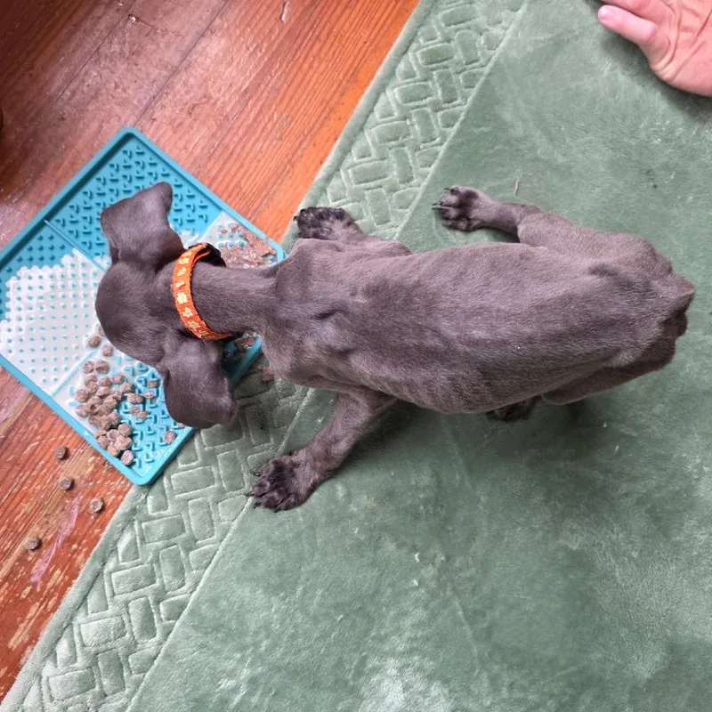 Orange Collar thumbnail 6