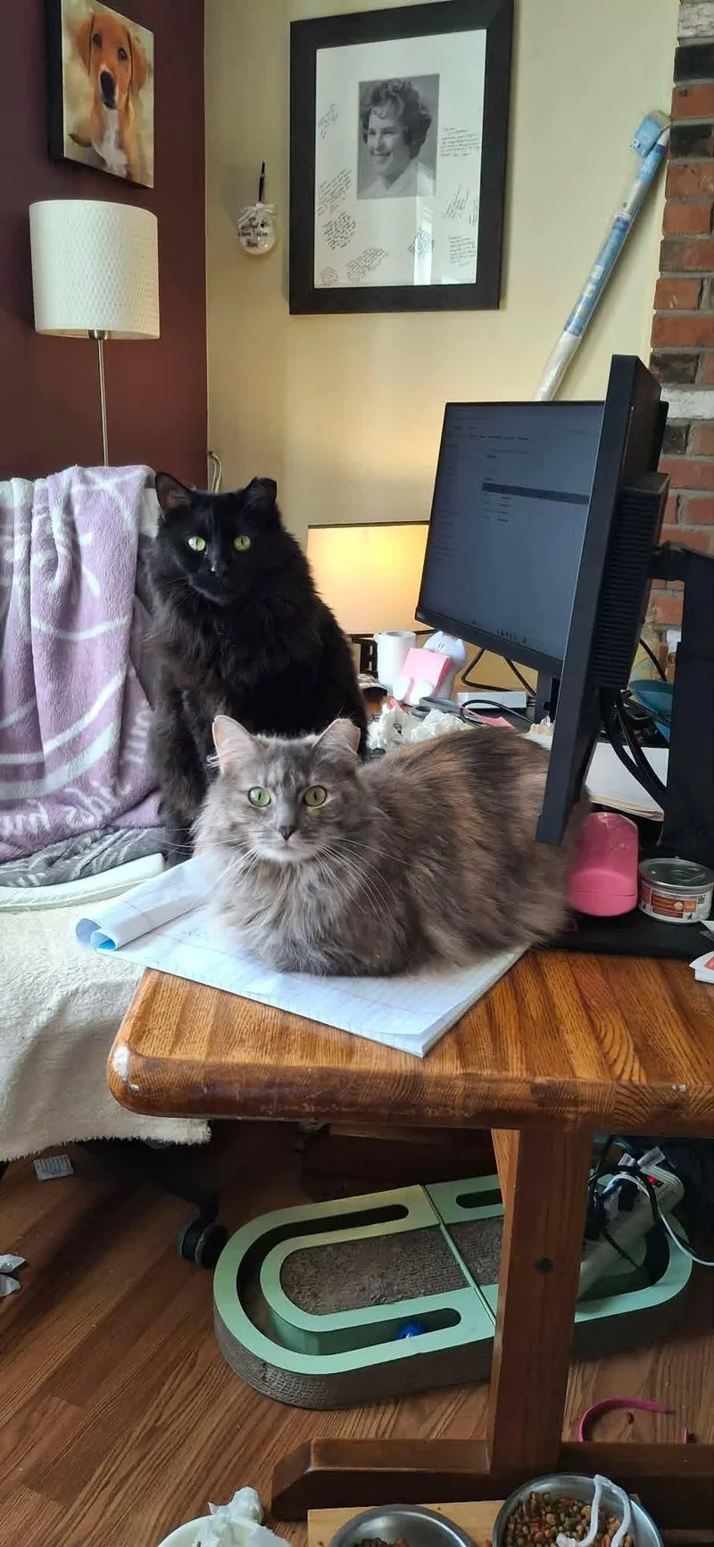 An adult large-sized female Domestic Short Hair cat named Cagney & Lacey for adoption in Manchester, CT