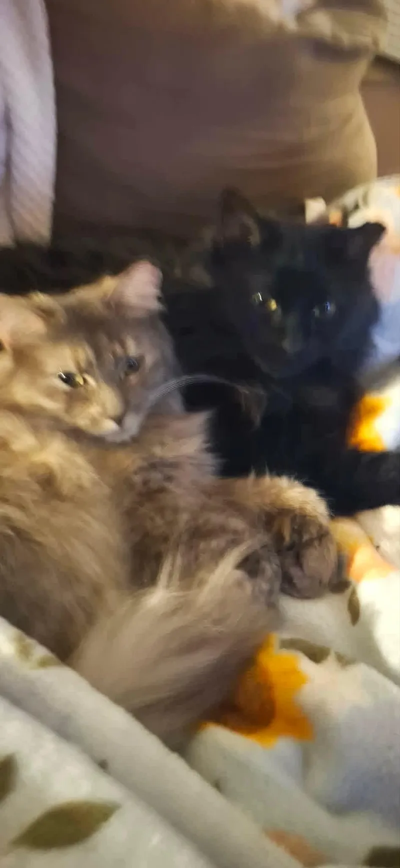 Cagney & Lacey thumbnail 5