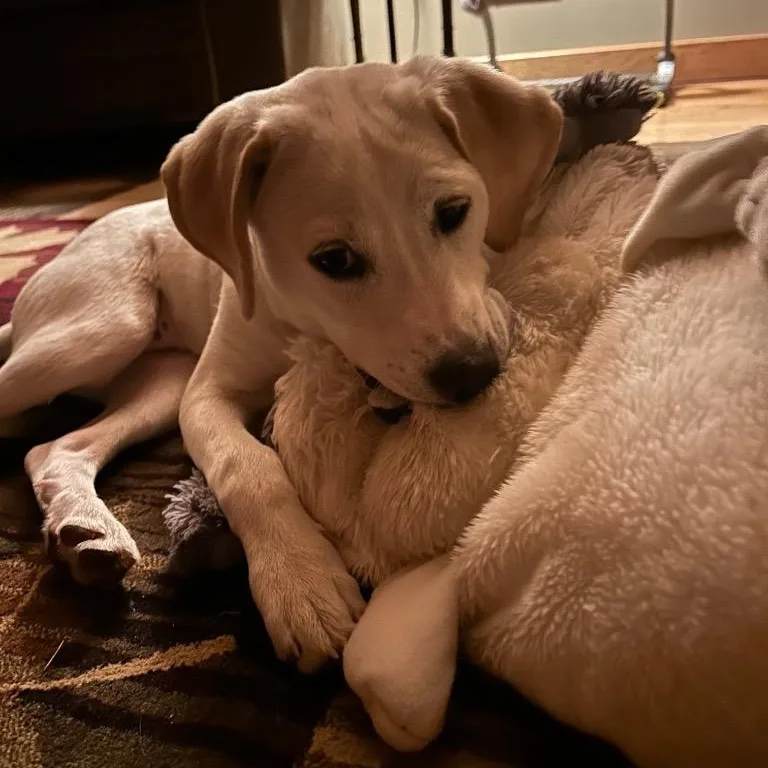 A baby medium-sized female White / Cream Labrador Retriever dog named Hiccup for adoption in Amery, WI