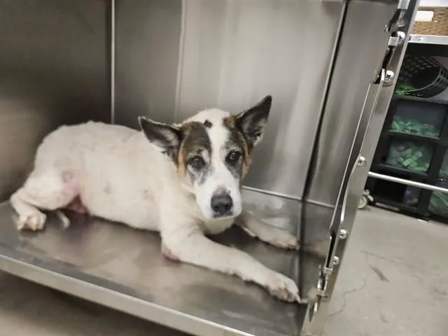 An adult large-sized female Akita dog named Dolly for adoption in Tucson, AZ