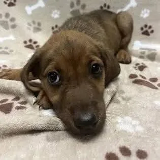 A baby medium-sized female Brown / Chocolate Pit Bull Terrier dog named Tessa for adoption in Alexandria, VA