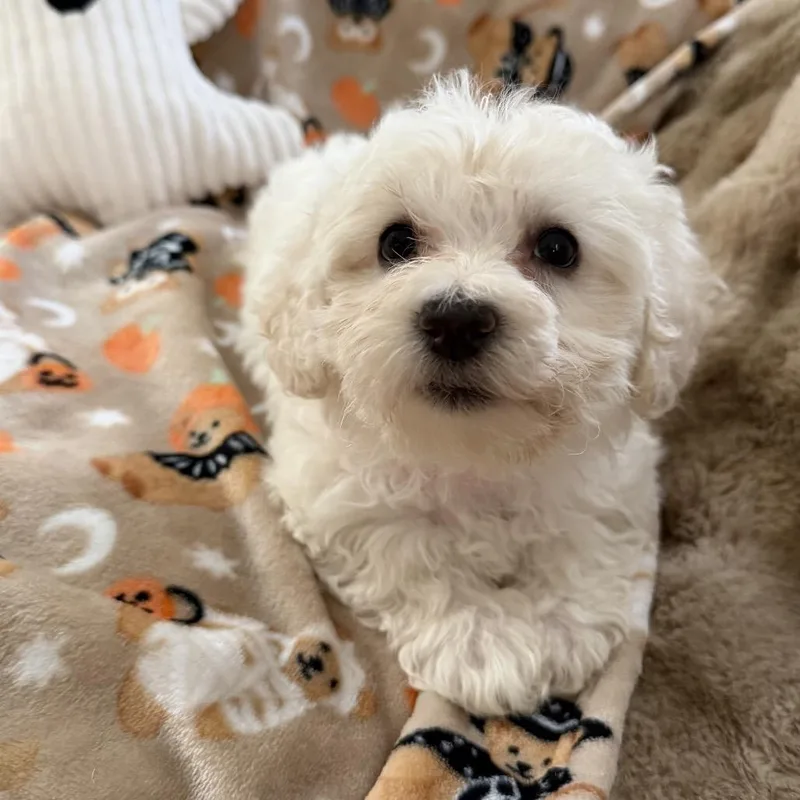 A baby small-sized female Poodle dog named Wendy for adoption in Las Vegas, NV