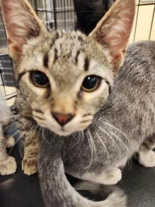 A baby small-sized male Domestic Short Hair cat named Dutch for adoption in Independence, MO