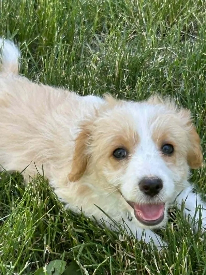 A baby small-sized female Miniature Poodle dog named Sunny for adoption in LEWISTON, ID