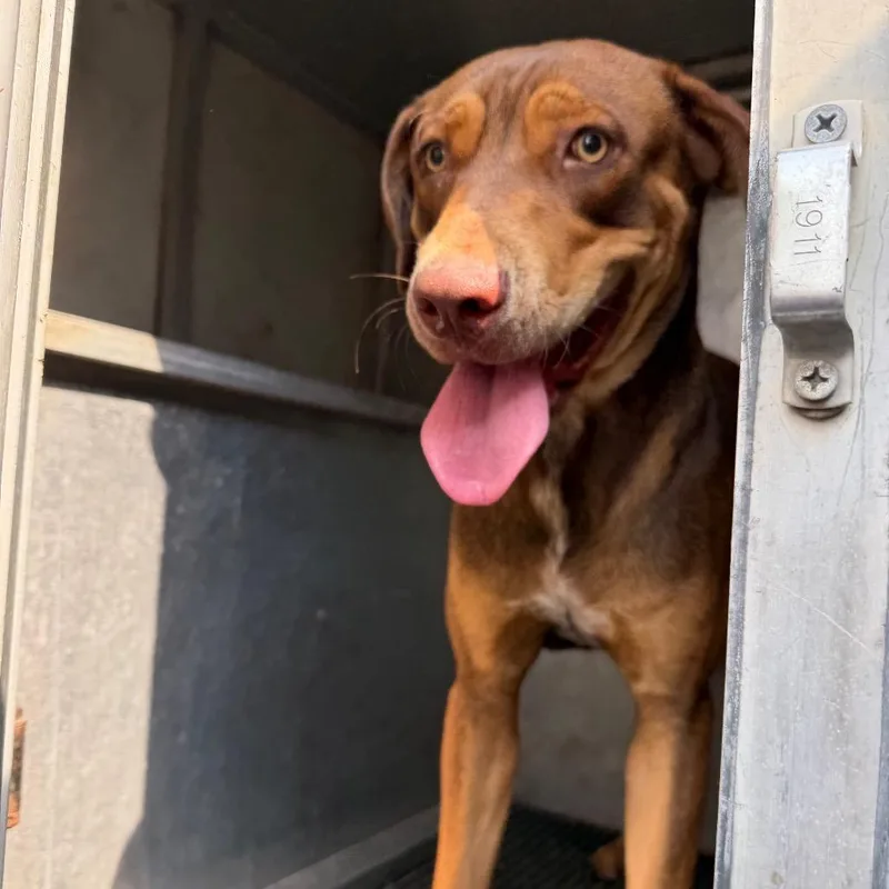 An adult medium-sized male Brown / Chocolate Pit Bull Terrier dog named Guy for adoption in Edinburg, TX